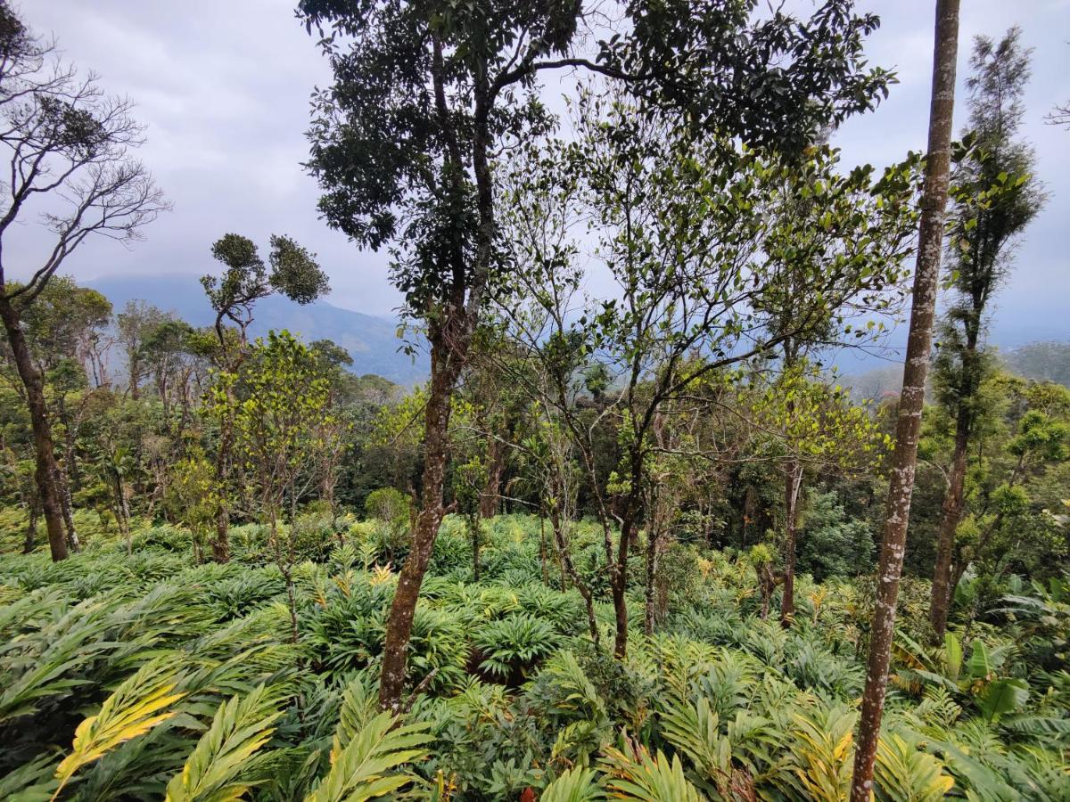 Munnar Home Stay Teadrops Plantation Villa Esterno foto