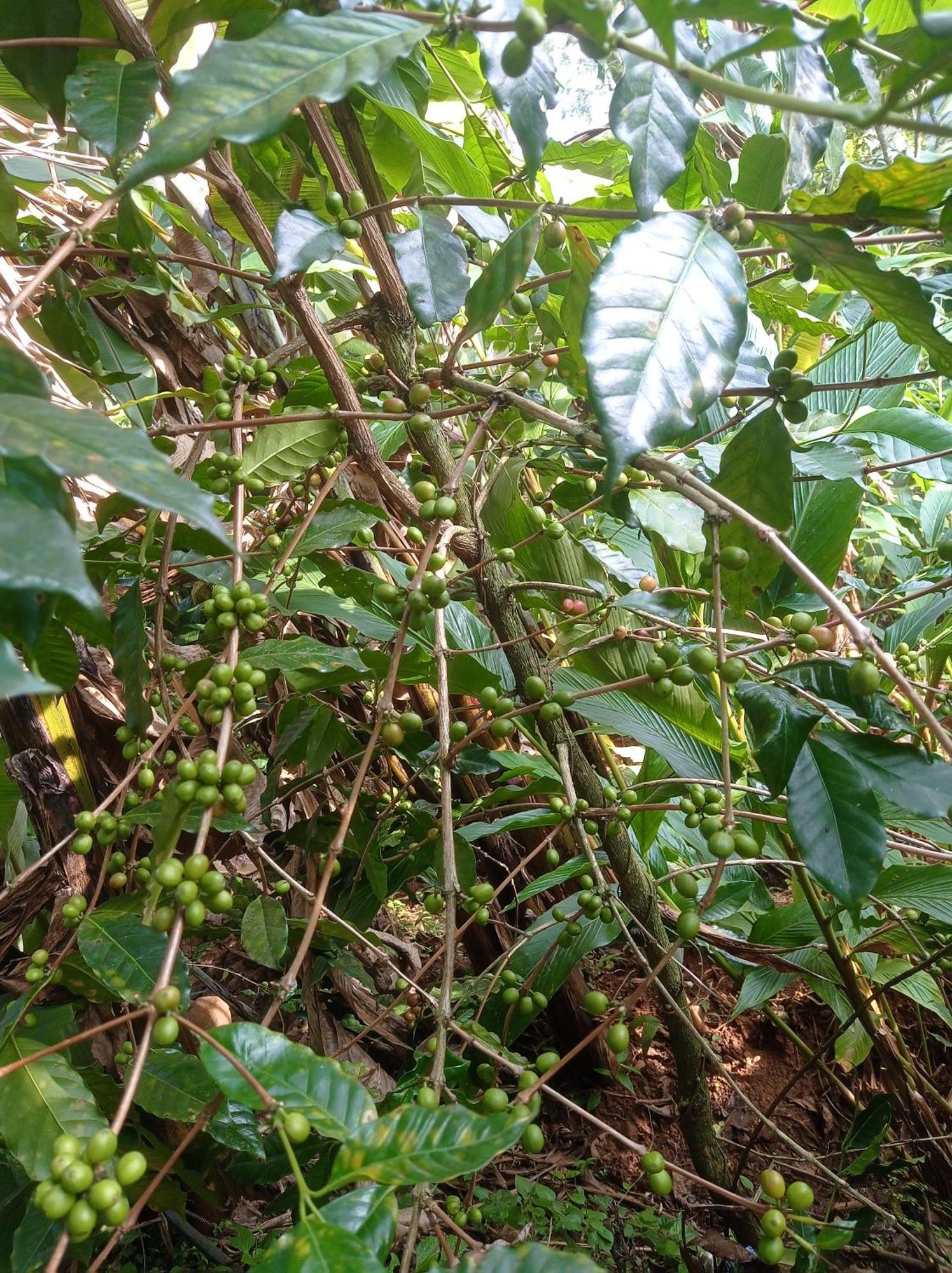 Munnar Home Stay Teadrops Plantation Villa Esterno foto