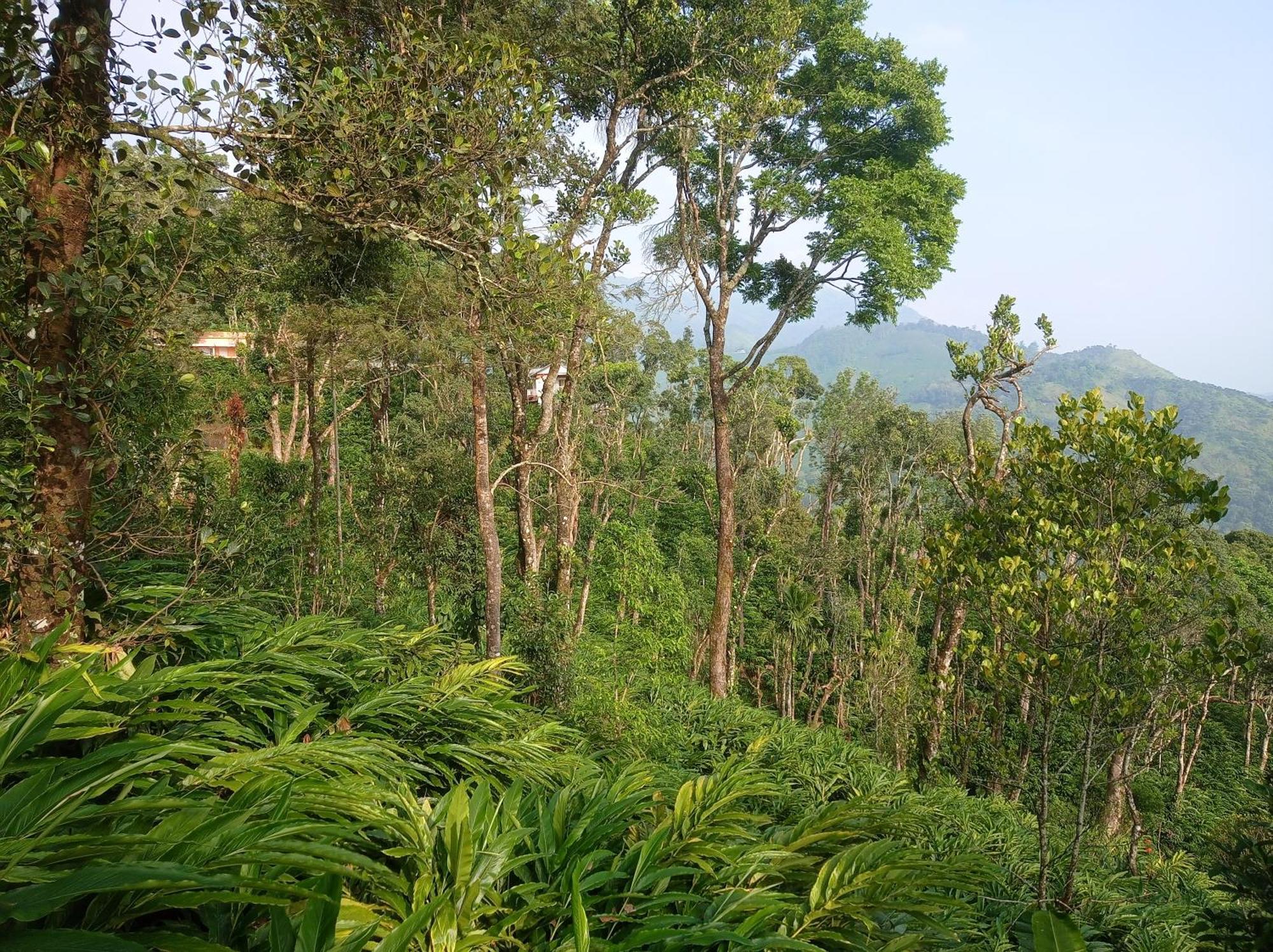 Munnar Home Stay Teadrops Plantation Villa Esterno foto