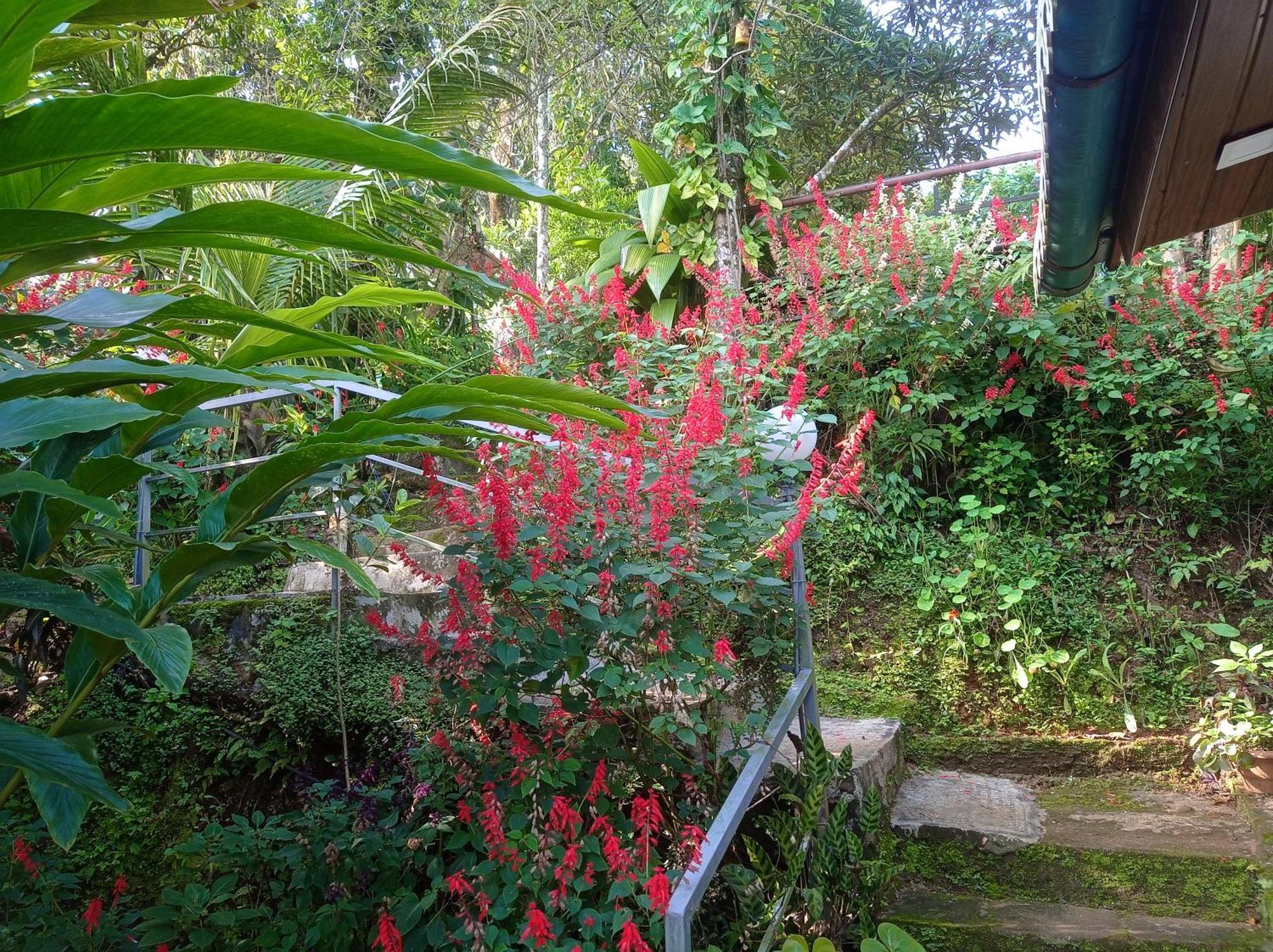 Munnar Home Stay Teadrops Plantation Villa Esterno foto