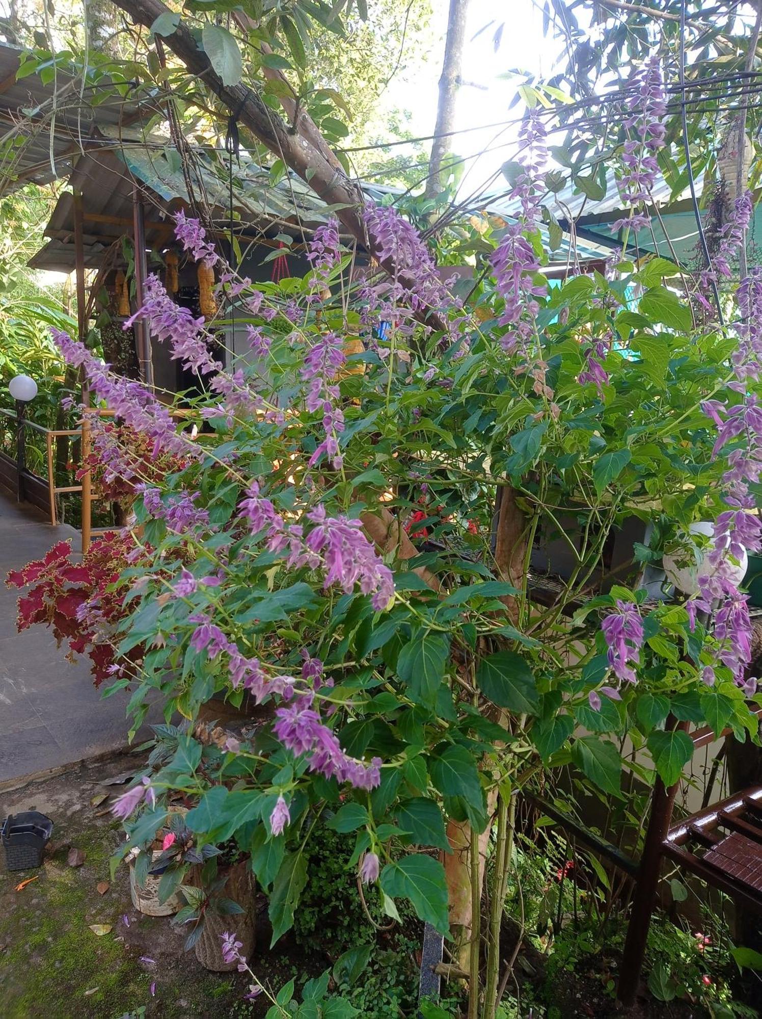 Munnar Home Stay Teadrops Plantation Villa Esterno foto