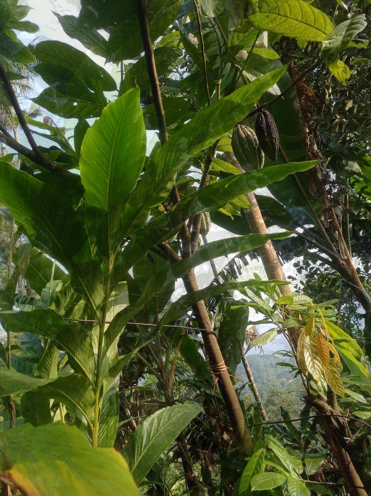 Munnar Home Stay Teadrops Plantation Villa Esterno foto