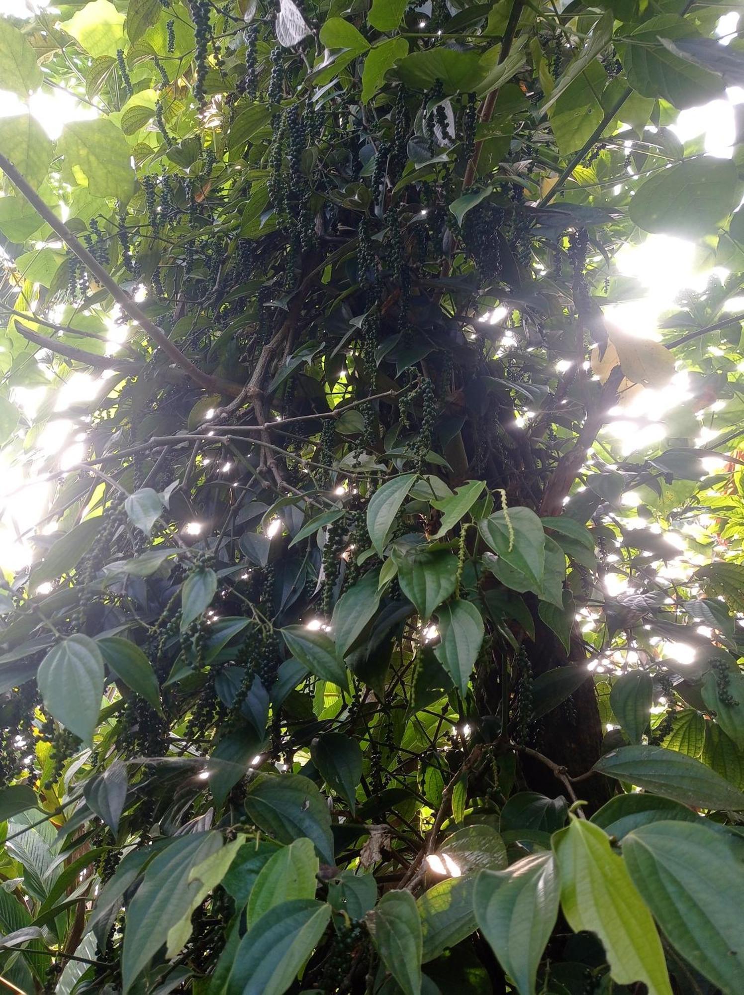 Munnar Home Stay Teadrops Plantation Villa Esterno foto